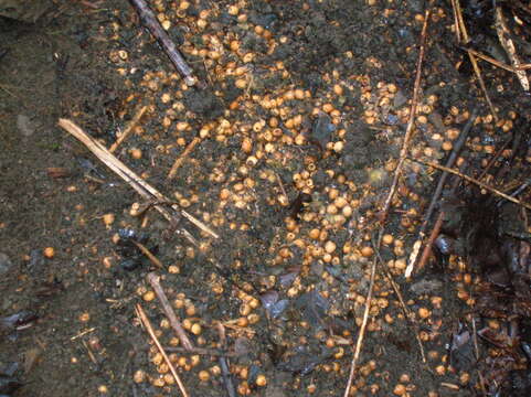 Image of wood mouse, long-tailed field mouse