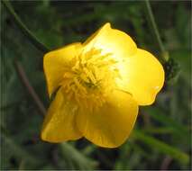 Ranunculus bulbosus L.的圖片