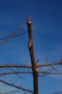 Image de Juglans californica S. Wats.