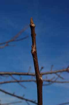 Image of Northern California Black Walnut