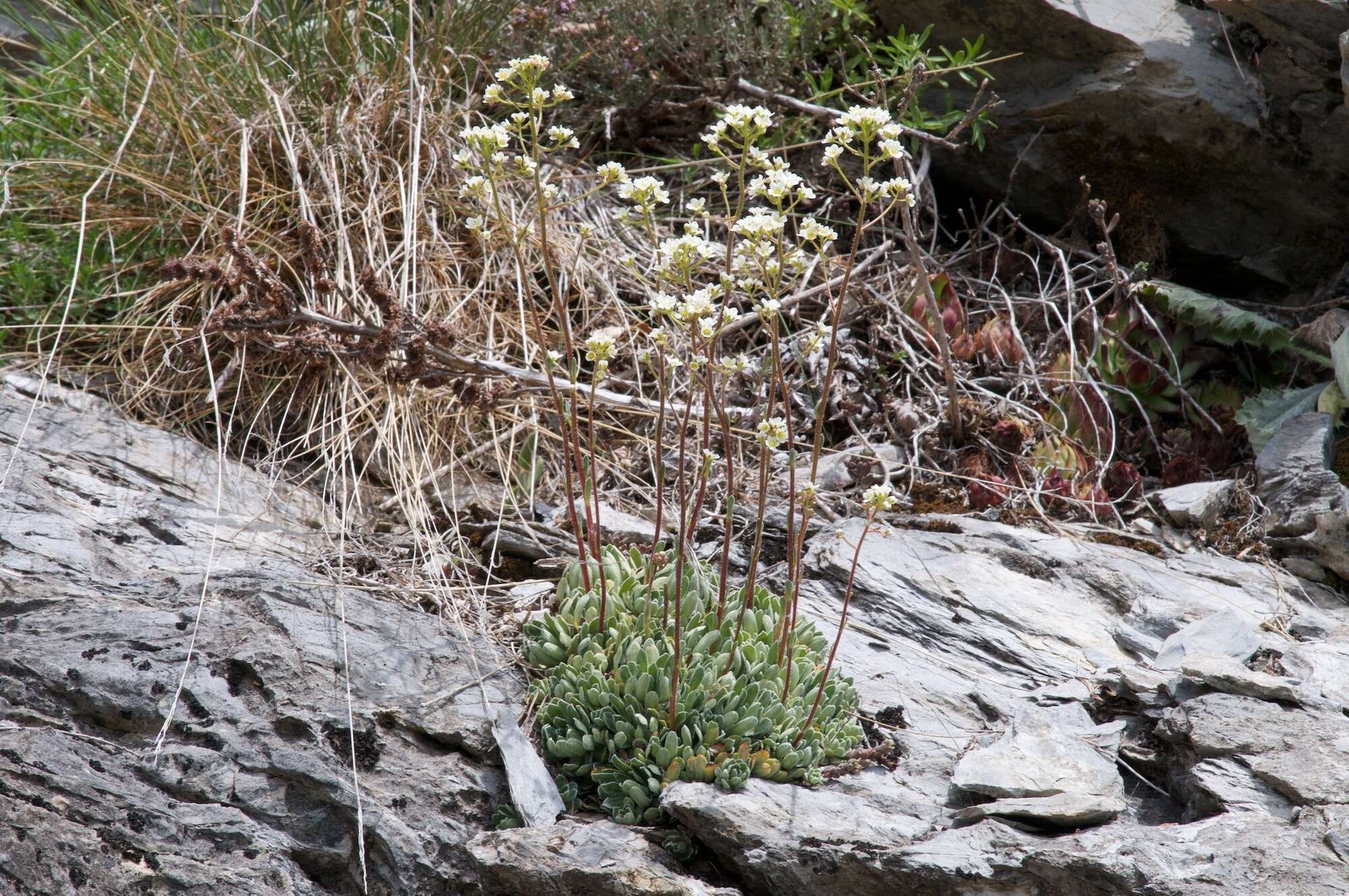 Image of Livelong Saxifrage