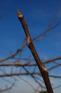 Image de Juglans californica S. Wats.