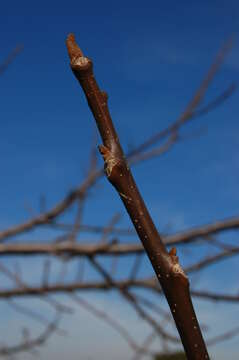 Imagem de Juglans californica S. Wats.