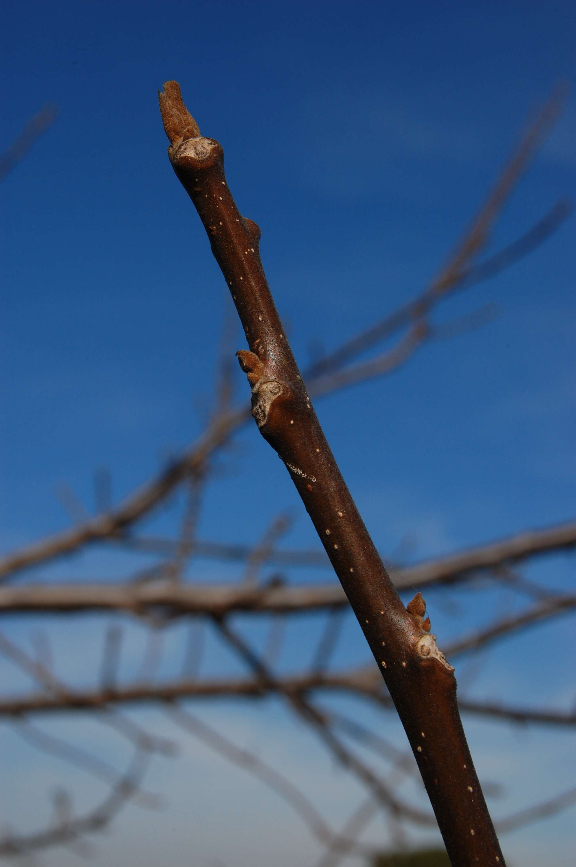 Image de Juglans californica S. Wats.