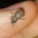 Image of Weevil