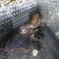 Image of Ezo Brown Frog