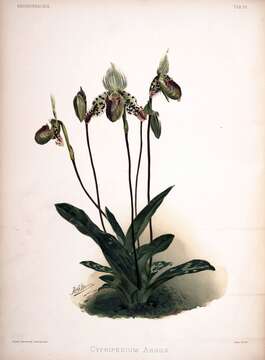 Image of Argus Paphiopedilum