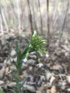 Image of Boivin's Rockcress