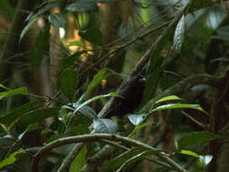 Image of Blackish-blue Seedeater