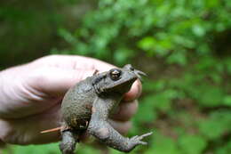 Bufo verrucosissimus (Pallas 1814) resmi