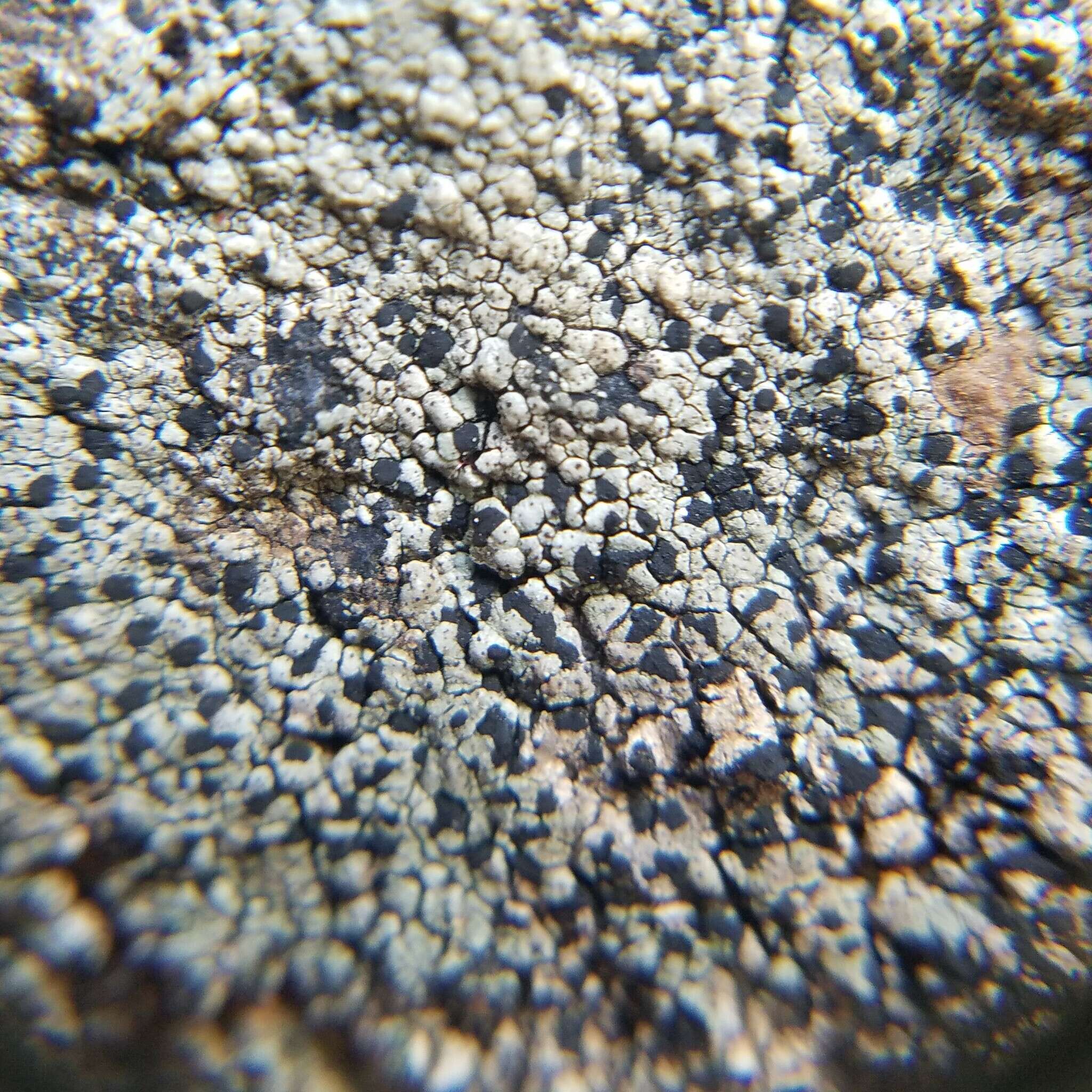 Image of fuscidea lichen