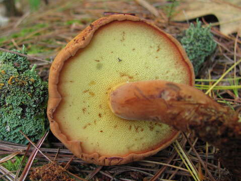 Image of Buchwaldoboletus lignicola (Kallenb.) Pilát 1969