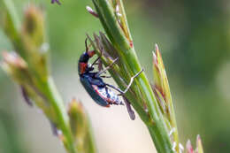 Image of <i>Clanoptilus marginellus</i>