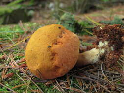 Image of Buchwaldoboletus