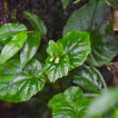 Image of Yinshania rivulorum (Dunn) Al-Shehbaz, G. Yang, L. L. Lu & T. Y. Cheo