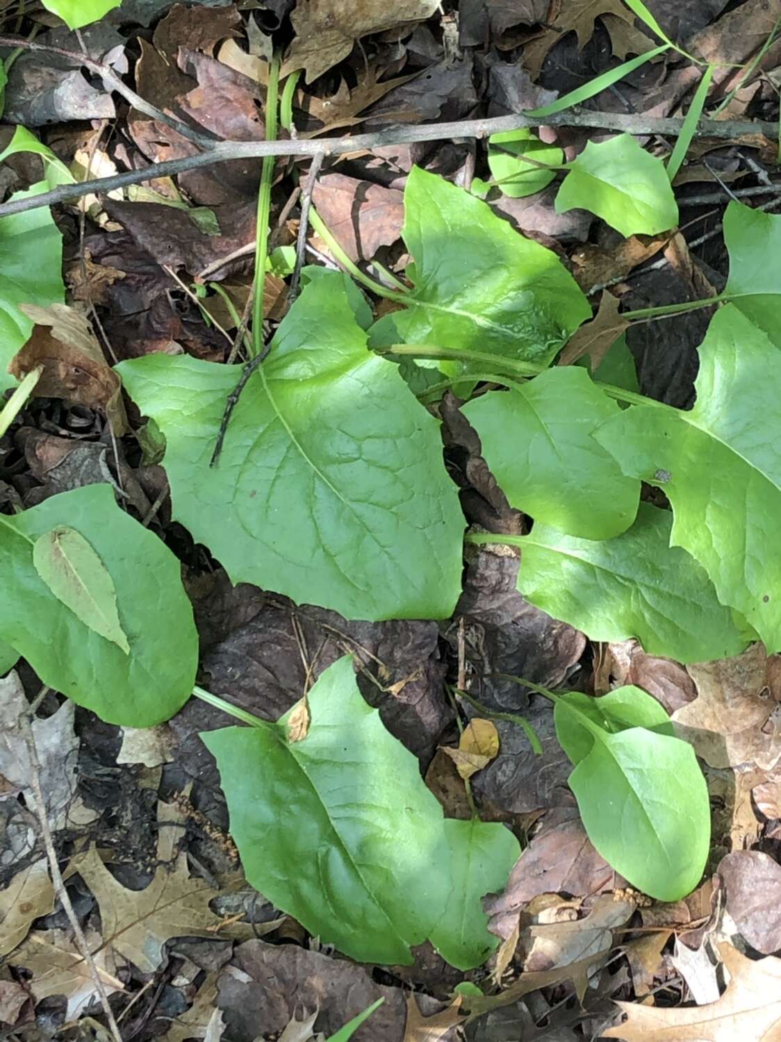 Image of Carr's rattlesnakeroot