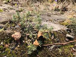 Image of Mountain Alyssum