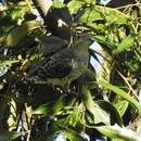 Image of Lovely Cotinga