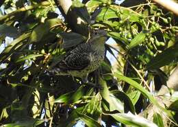 Image of Lovely Cotinga