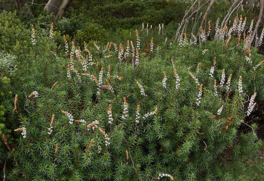 Image of candle heath