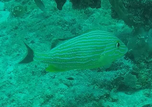 Image of Bluestriped Grunt