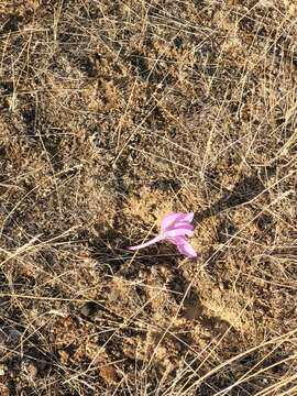 Image of Colchicum laetum Steven