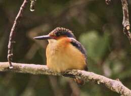 Image of Madagascar Kingfisher