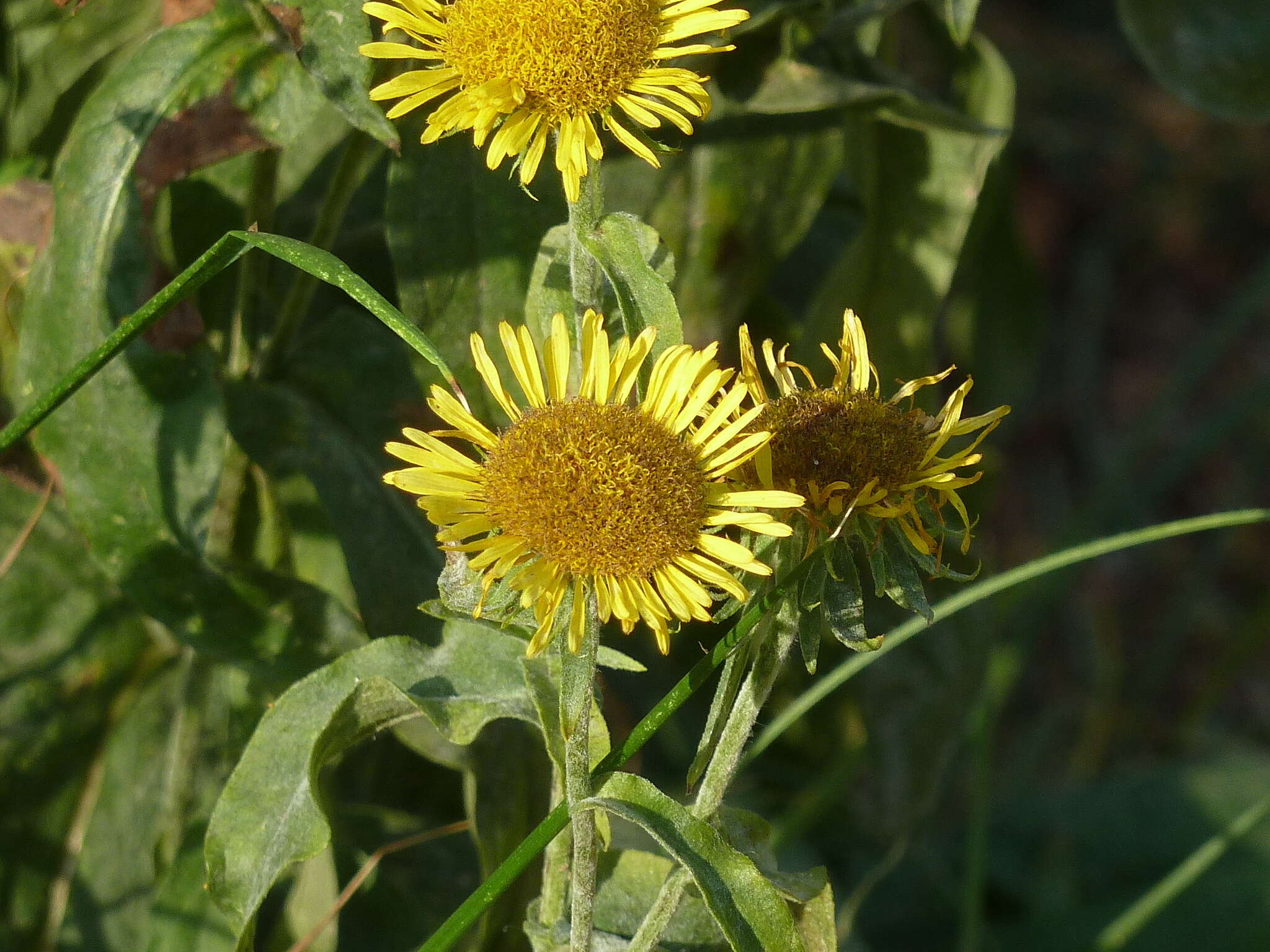 Image of British yellowhead