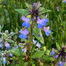 Image of giant blue eyed Mary