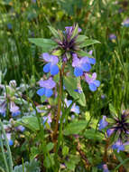 Sivun Collinsia grandiflora Dougl. ex Lindl. kuva