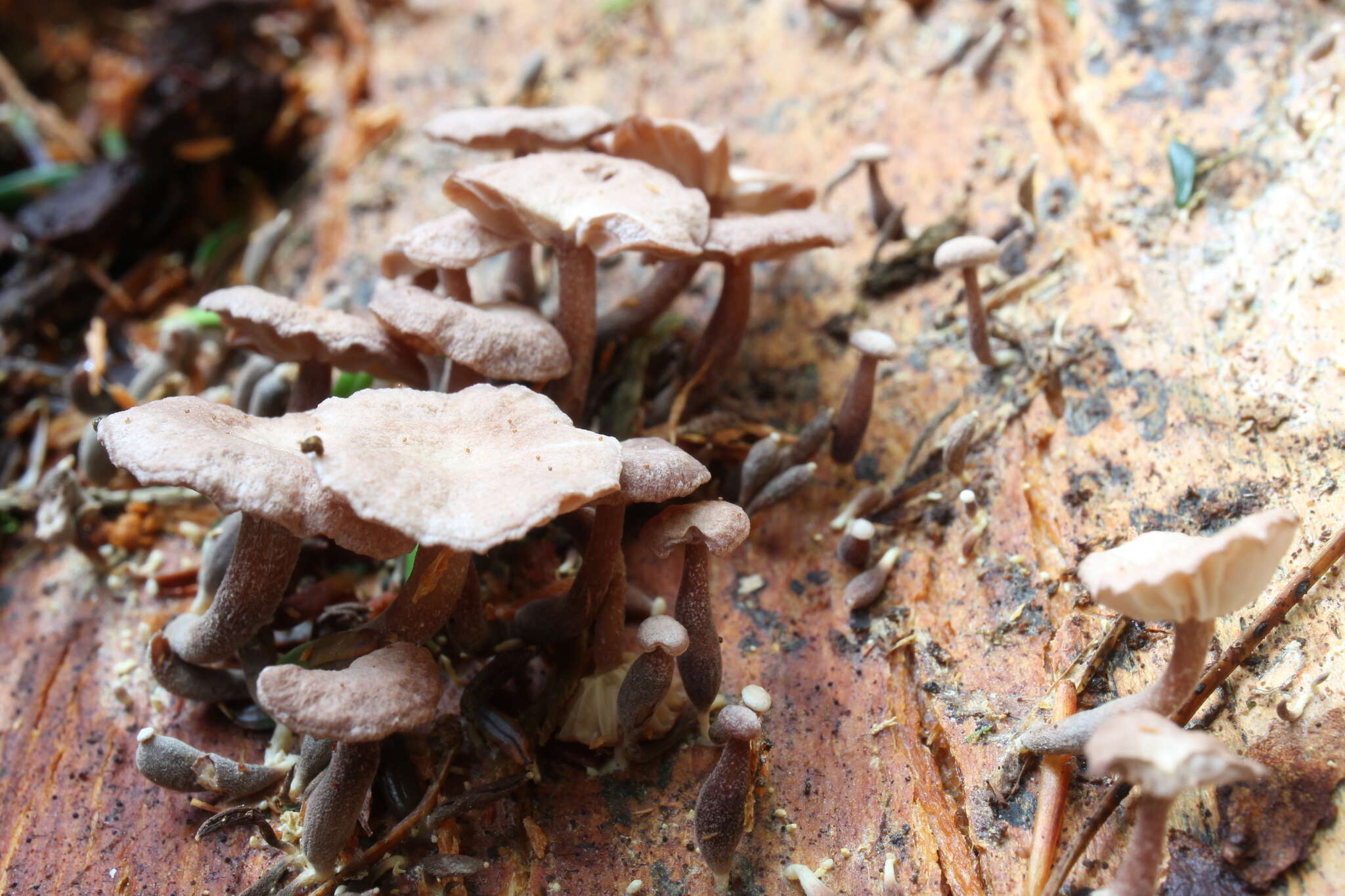 Marasmiellus praeacutus (Ellis) Halling 1987 resmi