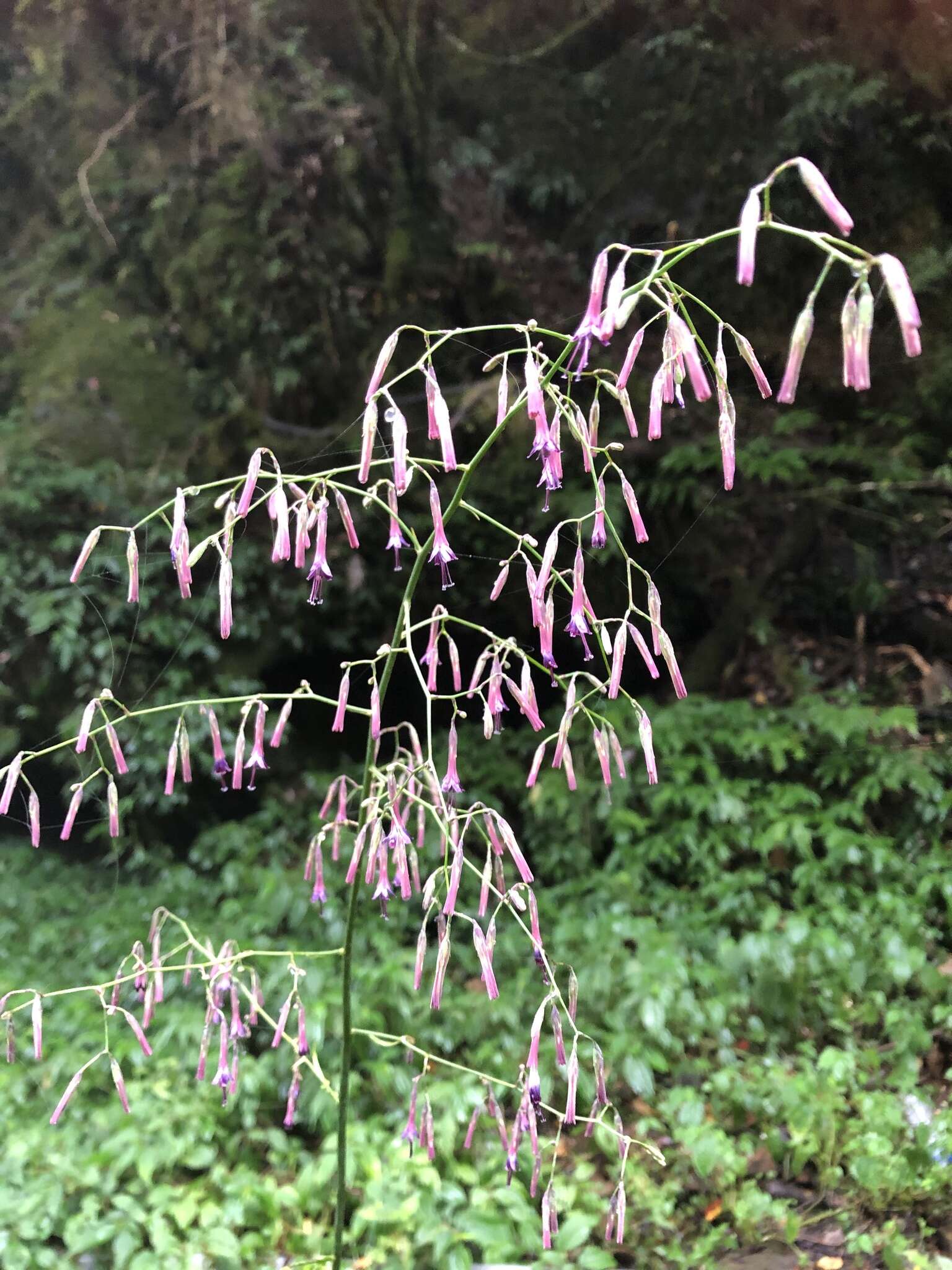 Image of Paraprenanthes melanantha (Franch.) Ze H. Wang