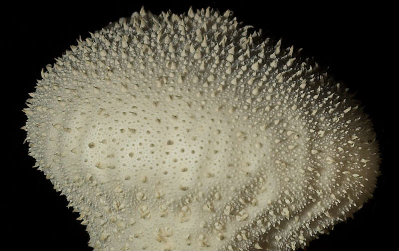 Imagem de Lycoperdon perlatum Pers. 1796