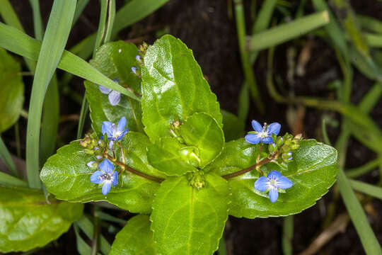 Image of brooklime, water, marsh speedwell