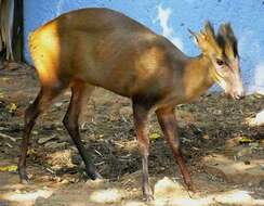 Image of Fea's Muntjac