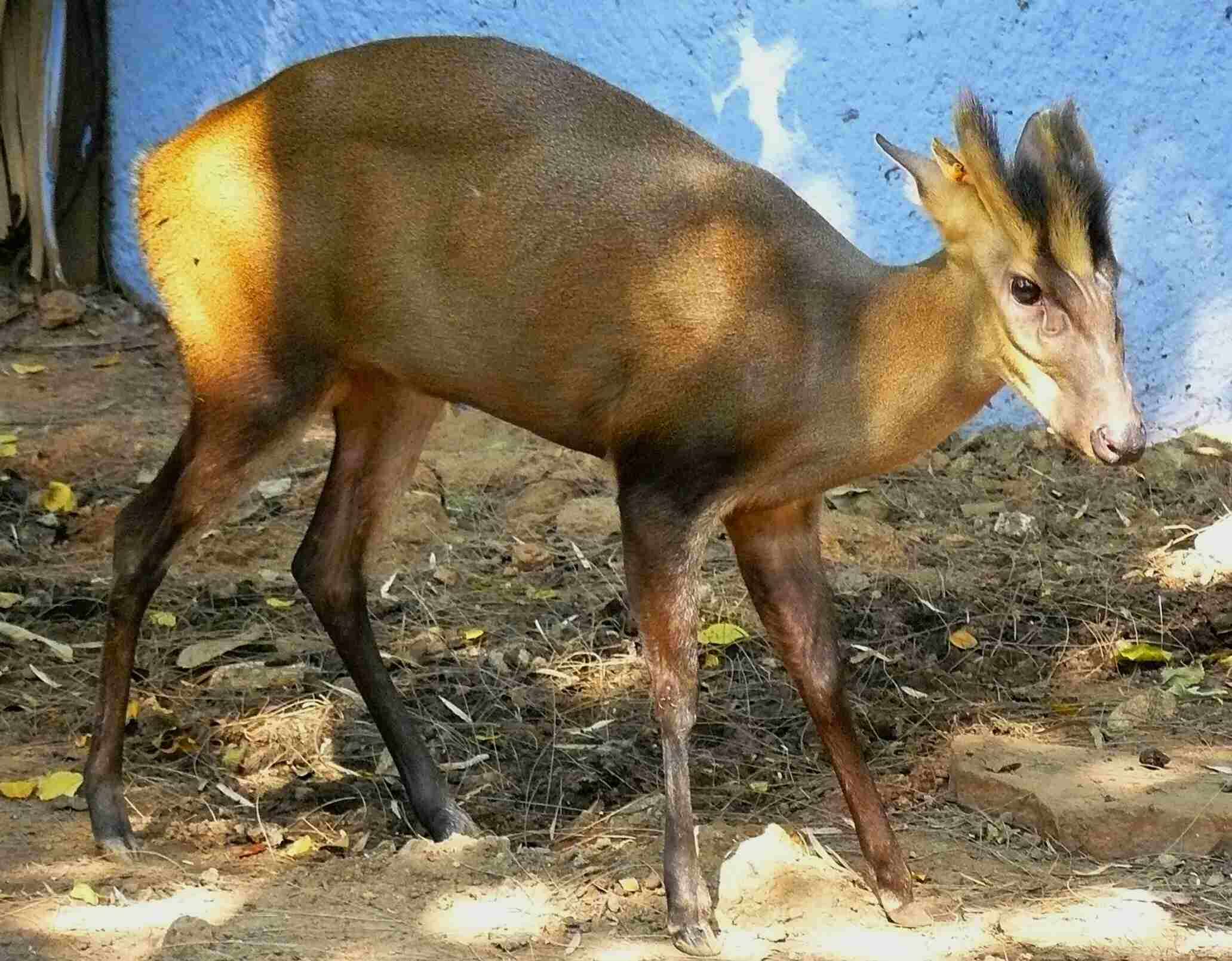 Image of Fea's Muntjac
