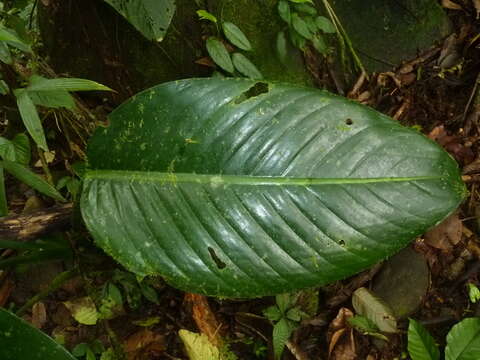 Image of Dieffenbachia nitidipetiolata Croat & Grayum