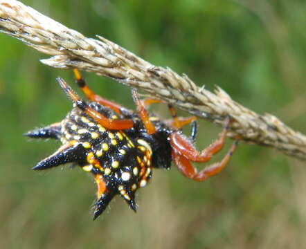 Image of Austracantha