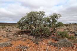 صورة Eucalyptus trivalva Blakely