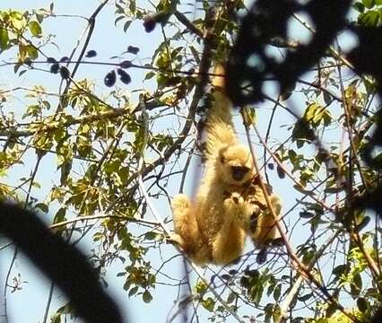 Image of White-handed Gibbon