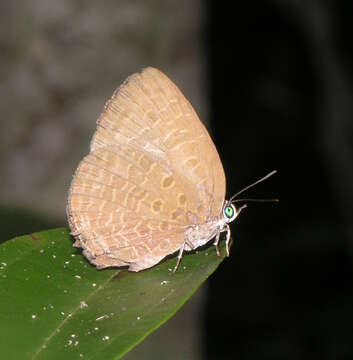 Image de Arhopala elopura H. H. Druce 1894