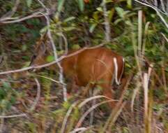 Image of Barking Deer