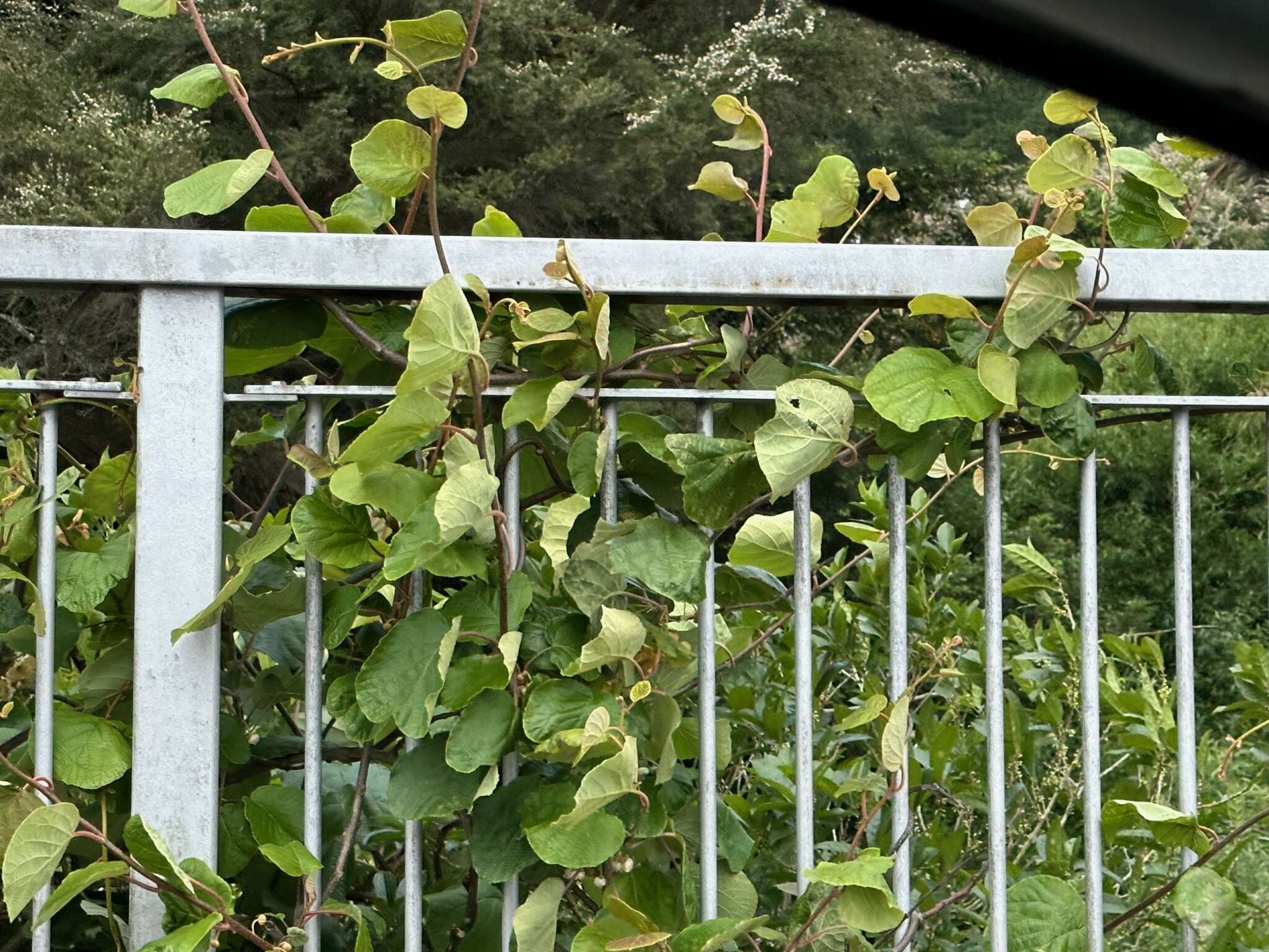 Image de Actinidia chinensis Planch.