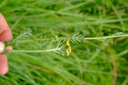 Слика од Schistostephium crataegifolium (DC.) Fenzl ex Harv. & Sond.