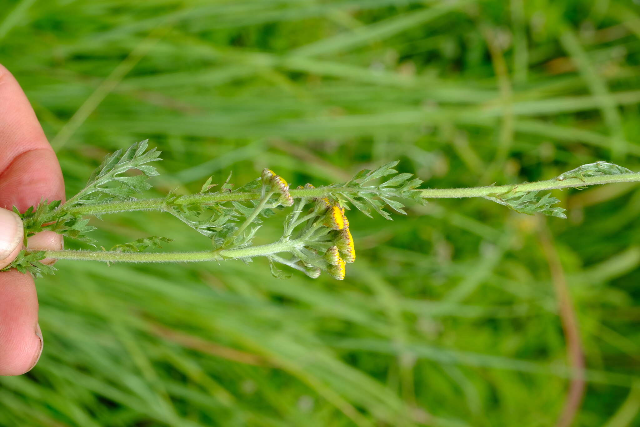 Image of Schistostephium crataegifolium (DC.) Fenzl ex Harv. & Sond.