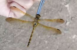 Image of <i>Sympetrum striolatum imitoides</i> Bartenef 1919