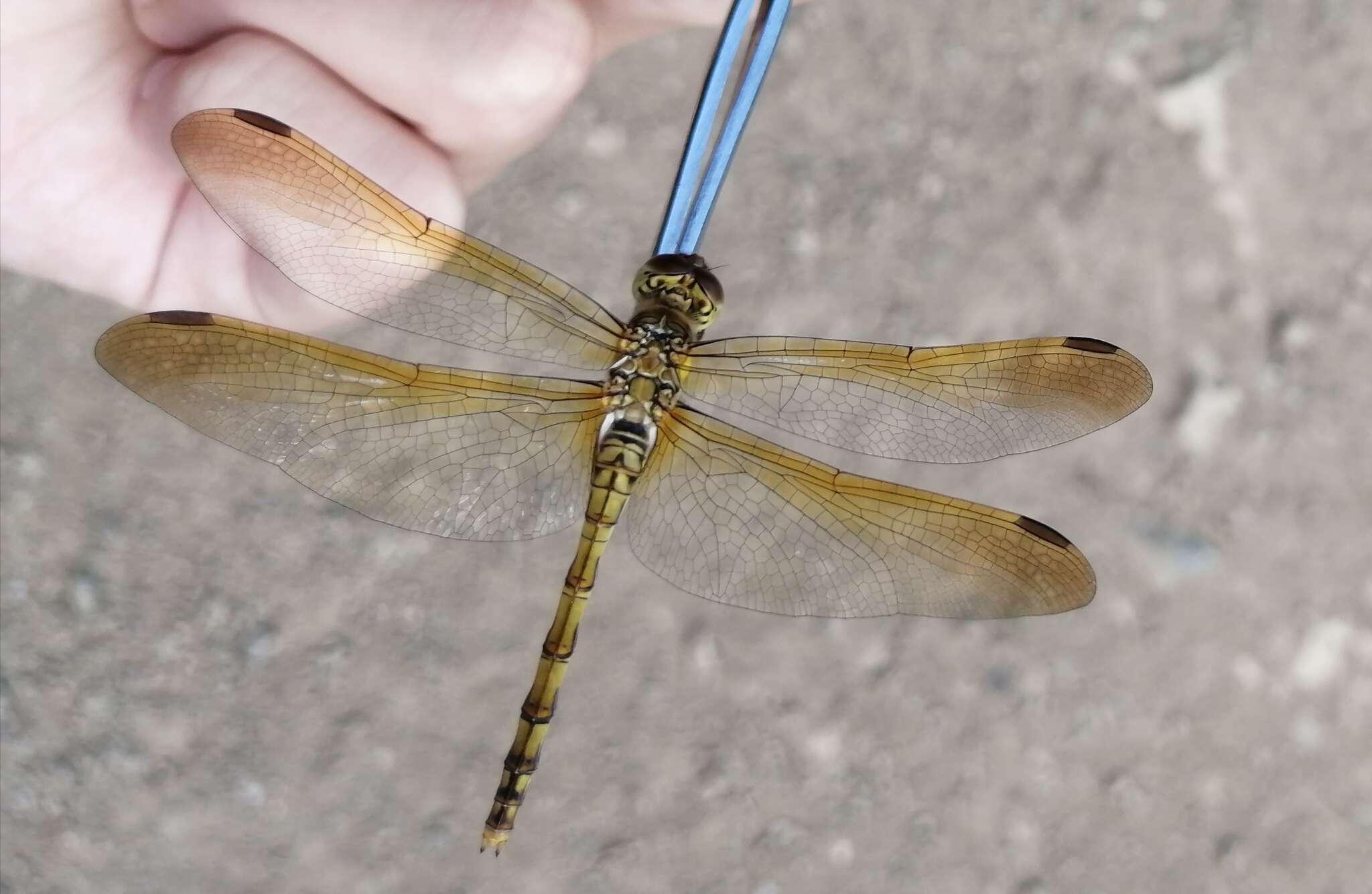 Image of <i>Sympetrum striolatum imitoides</i> Bartenef 1919