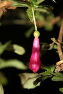 Image of Fuchsia microphylla Kunth