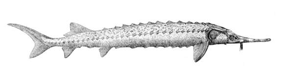 Image of Star Sturgeon