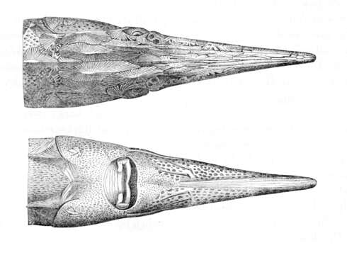 Imagem de Acipenser stellatus Pallas 1771